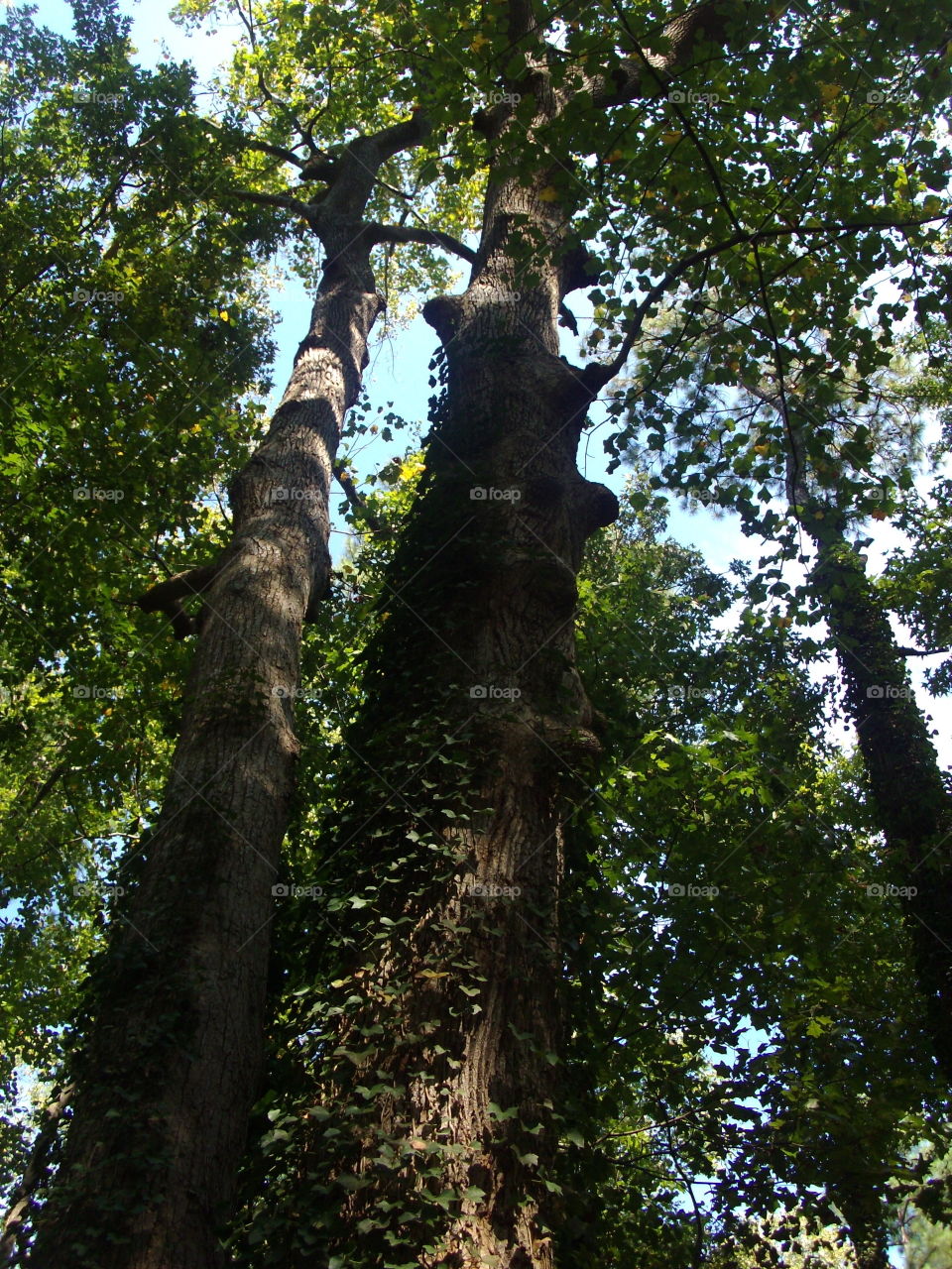 Tree, Wood, Leaf, Nature, No Person