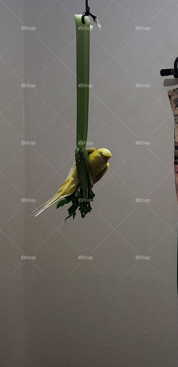 Parakeet hanging on celery