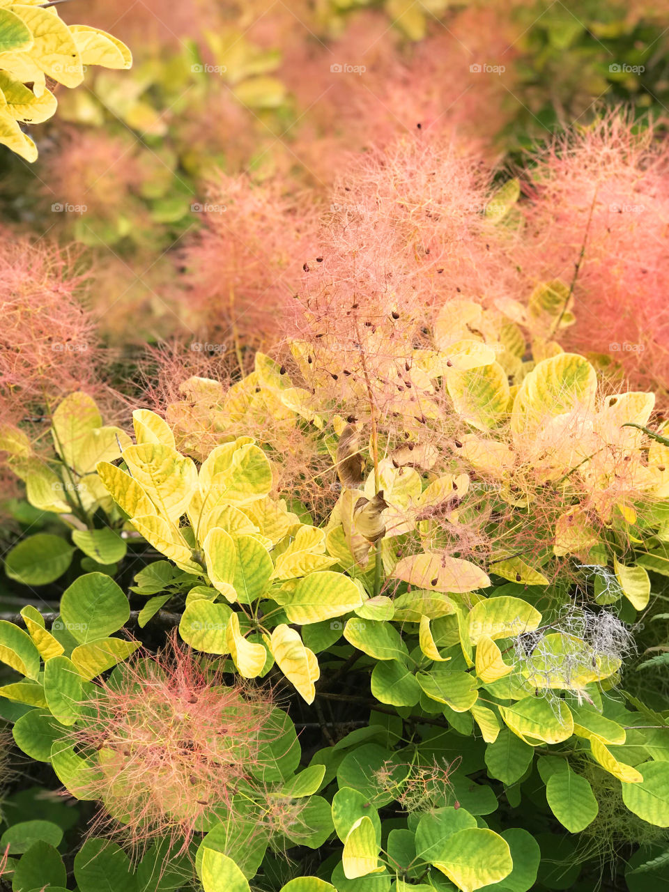 Closeup of a Golden Spirit Smokebush, (Cotinus coggygria), beautiful lime green leaves, coral & pink smoke, & silver grey stems exposed when the ‘smoke’ blows away! Stunning!