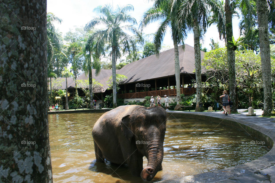 elephant park