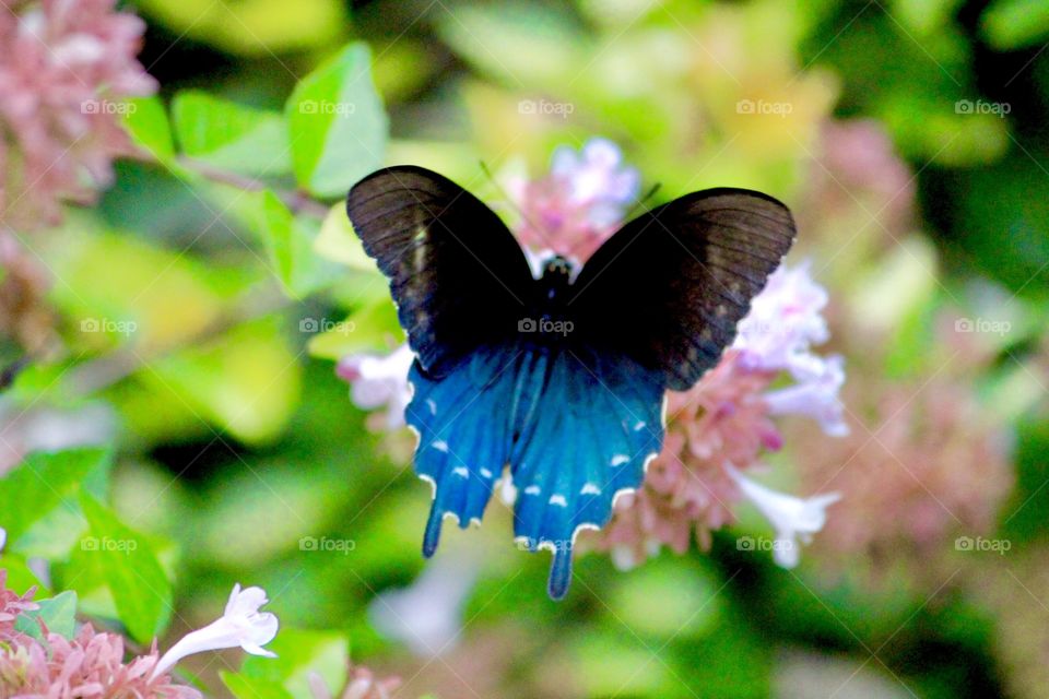 Gorgeous Blue Butterfly 