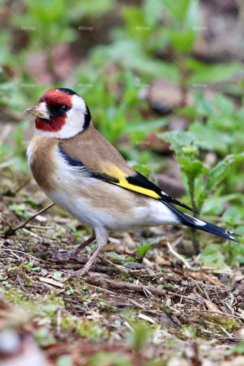 Goldfinch 