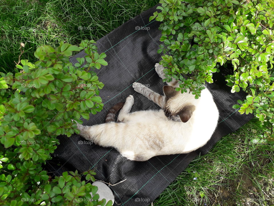 my cat in the garden