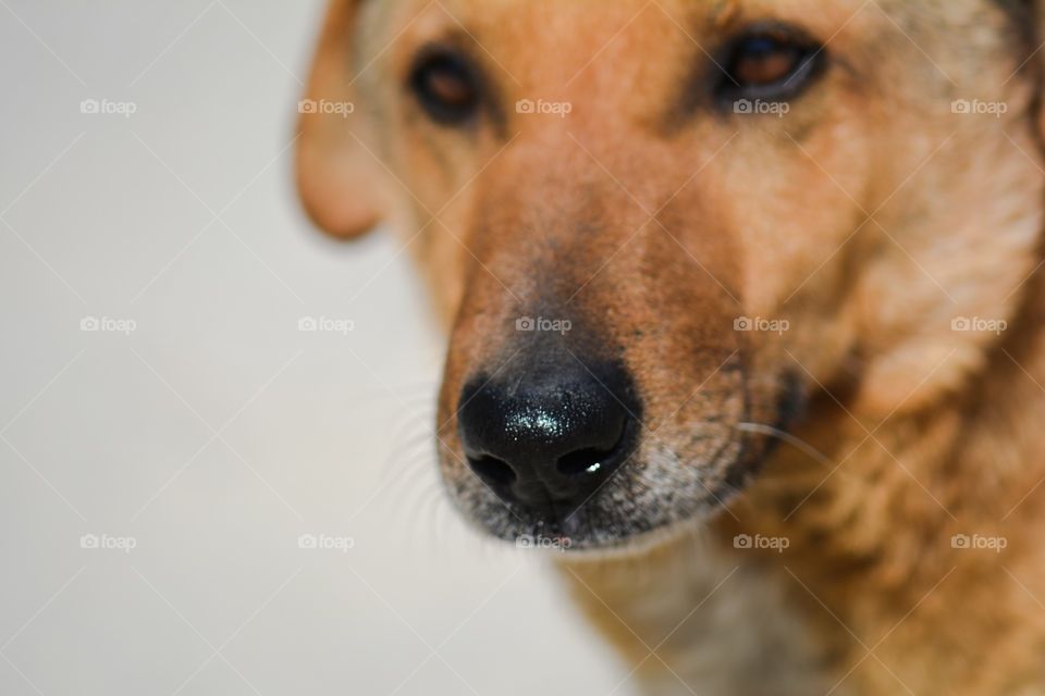Wet nose of a dog . Dog - the best friend