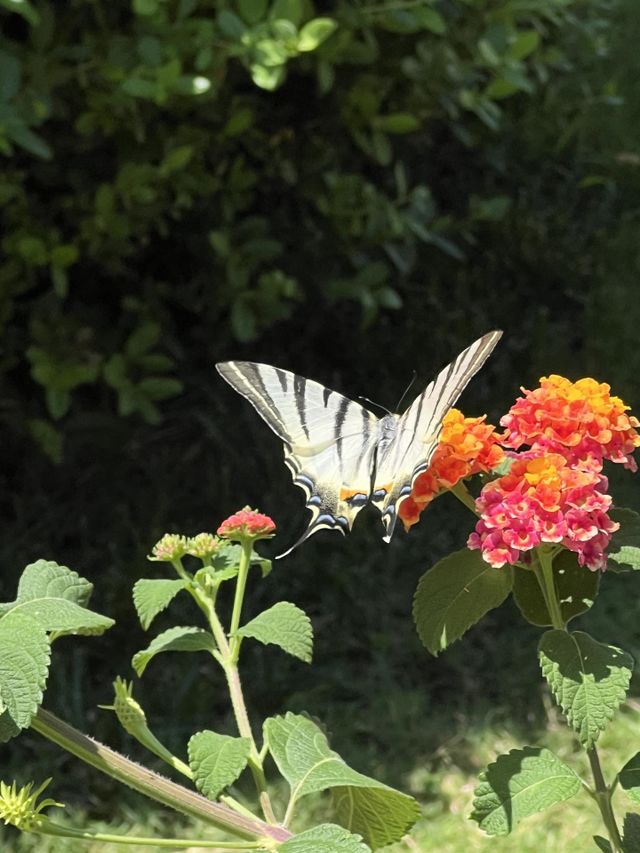 Black and white Butterfly on a garden flower