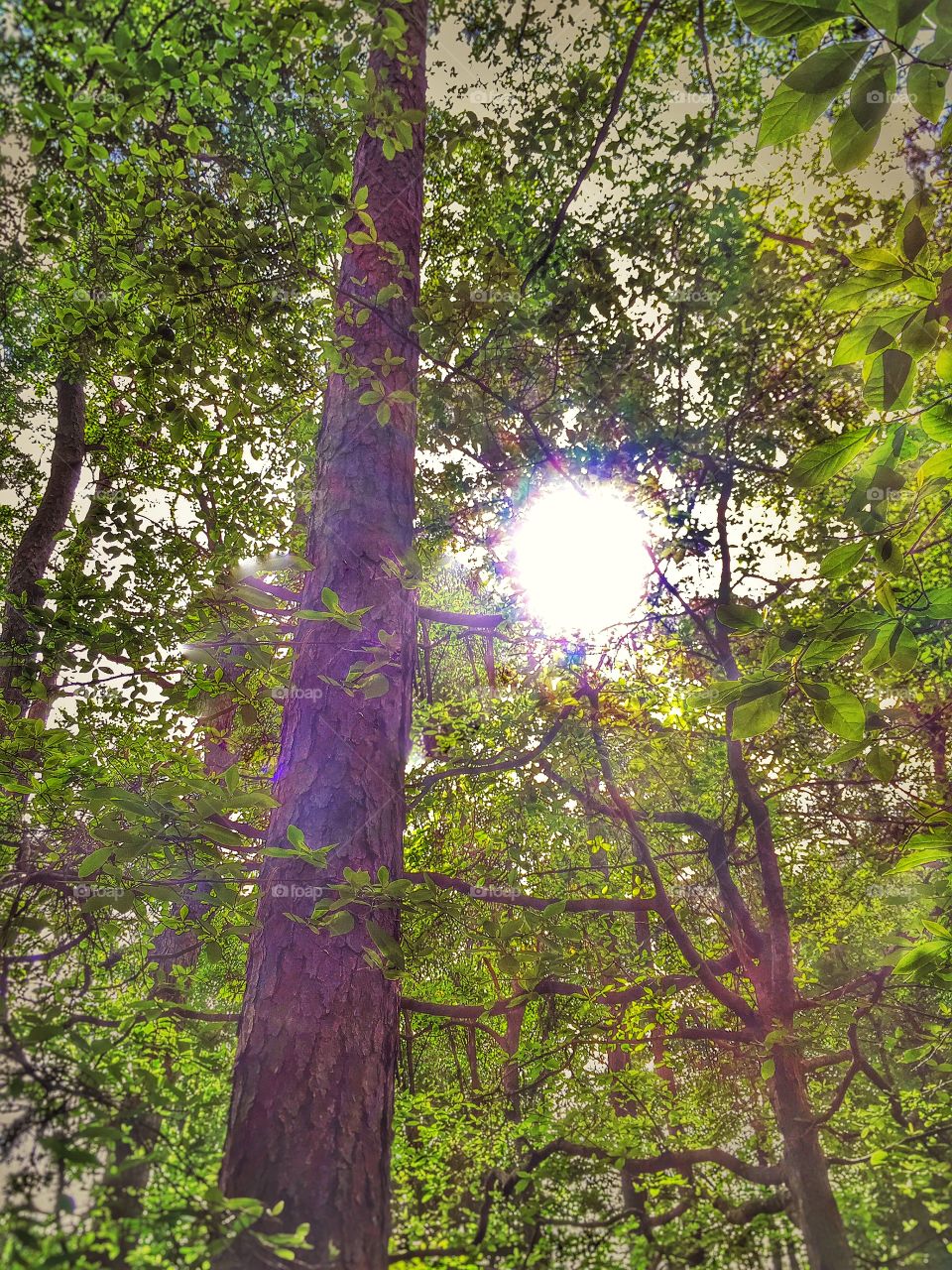 Woods and sunshine 