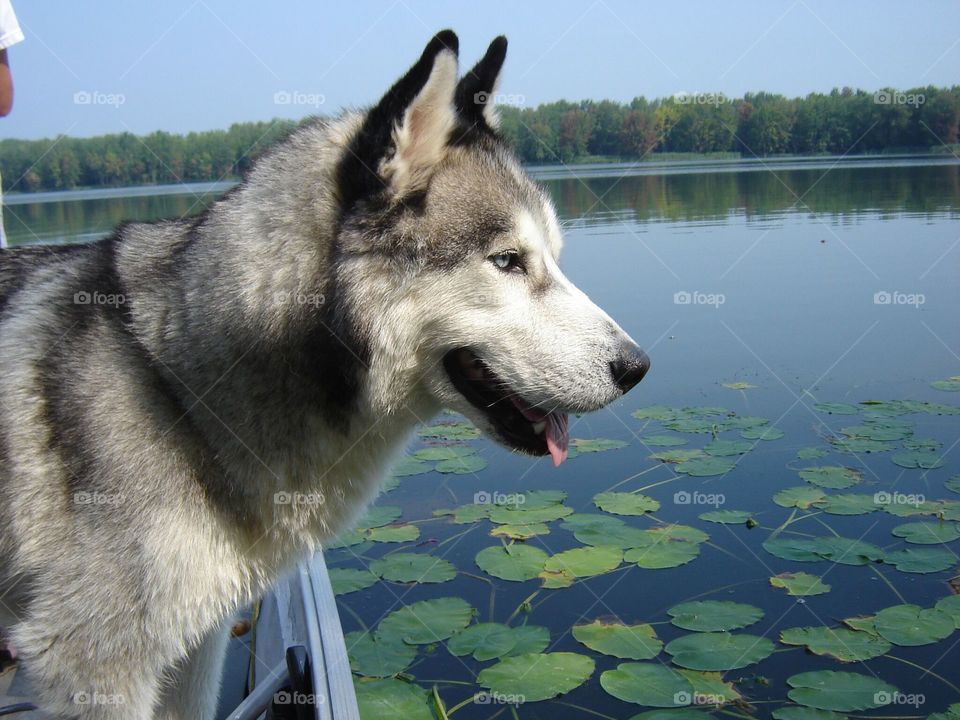 Dog husky 