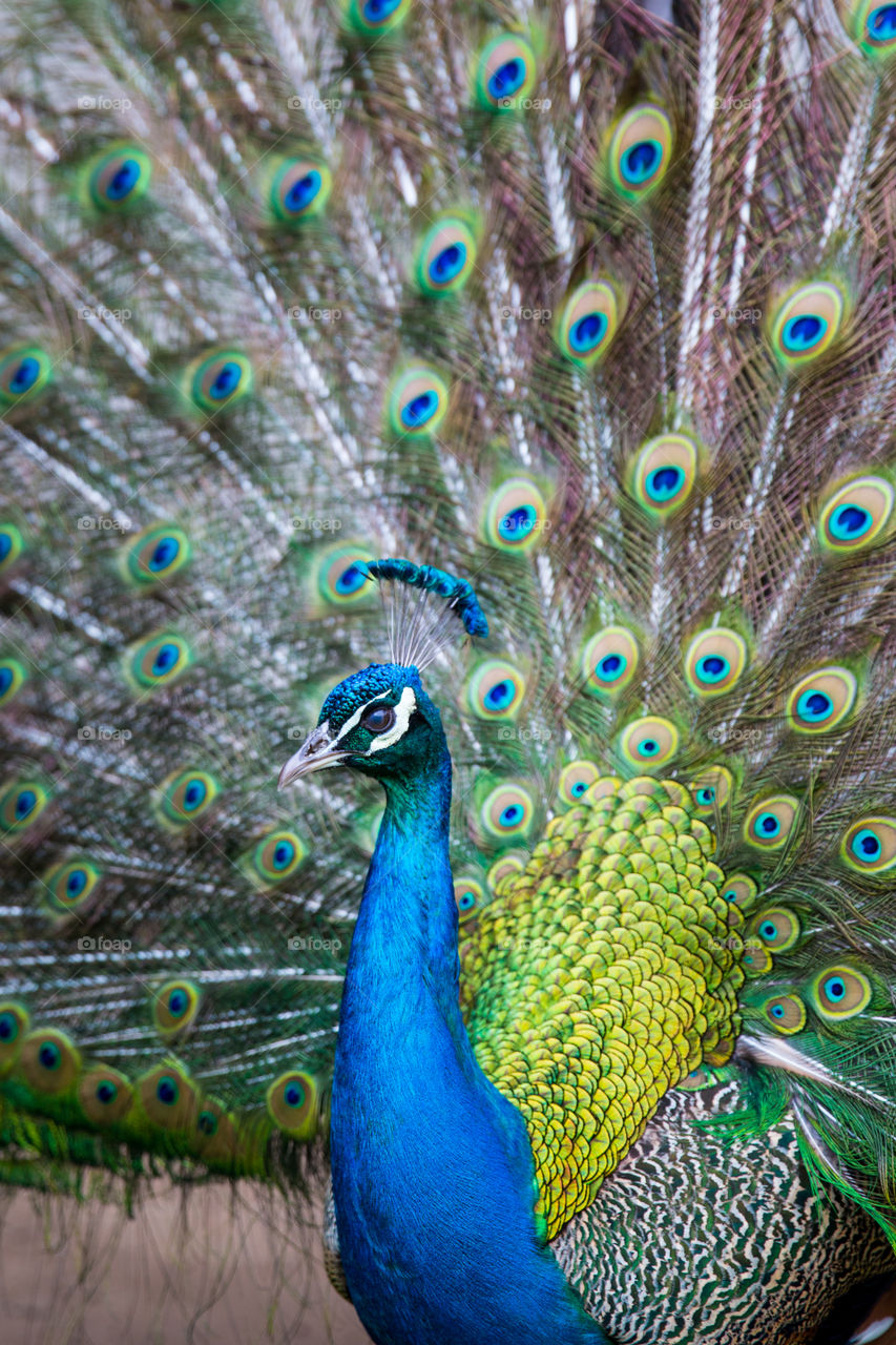 Beautiful bright colors on this peacock. Love the blue and greens of the feathers.
