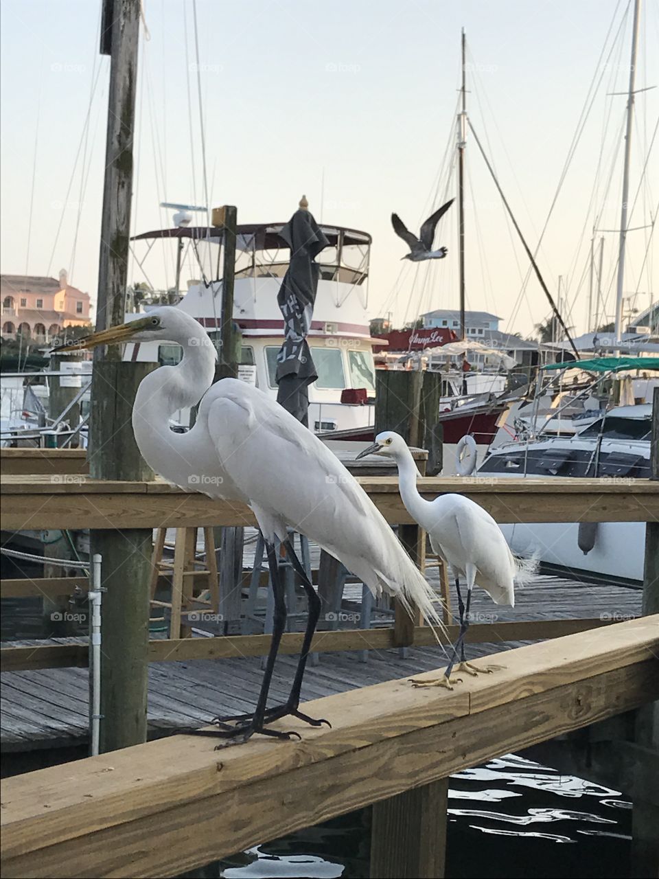 Two Florida nautical birds in the wind