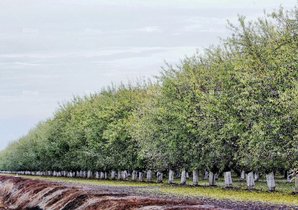California Olive Orchards