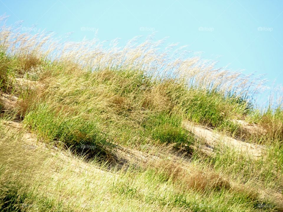 Dune grass grows on hill