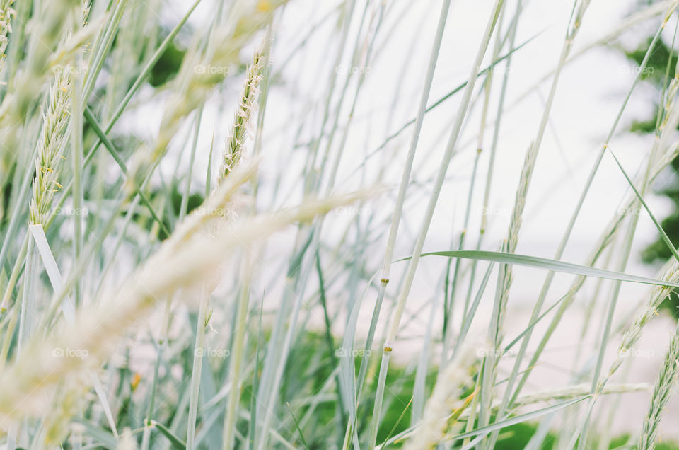 Looking through a gramineae grass to the sandy beach on a bright sunny summer day.