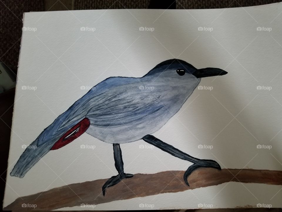 Northern Mockingbird