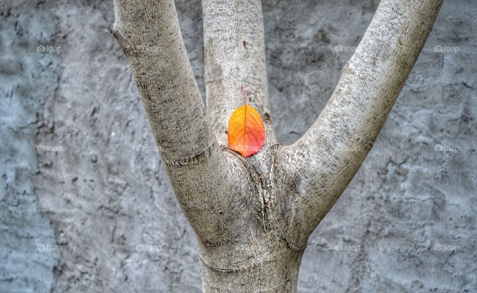 Tree, Wood, Nature, Desktop, Color