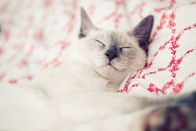 Happy cat
