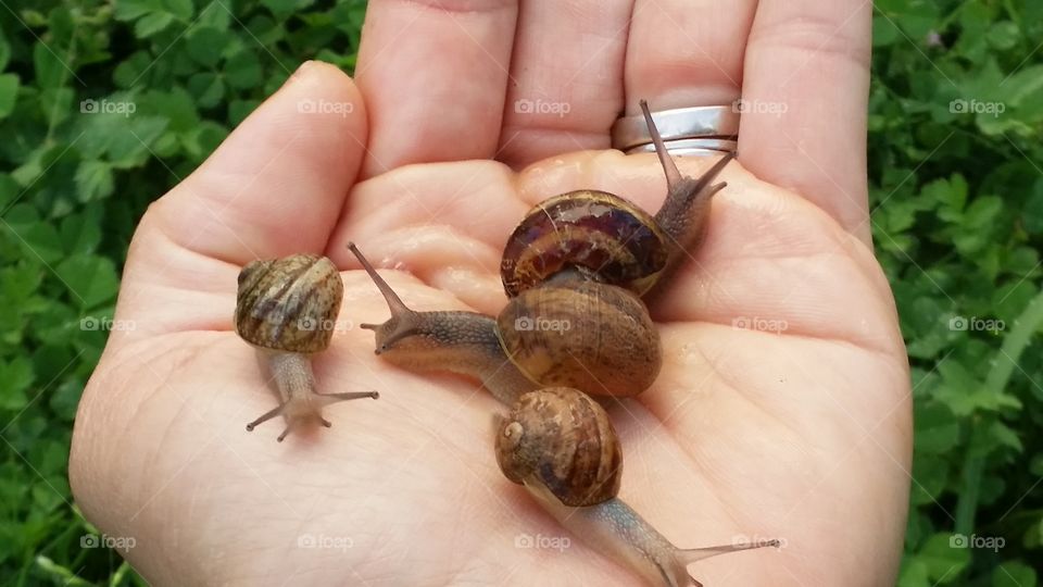 Spring is here,  baby snails