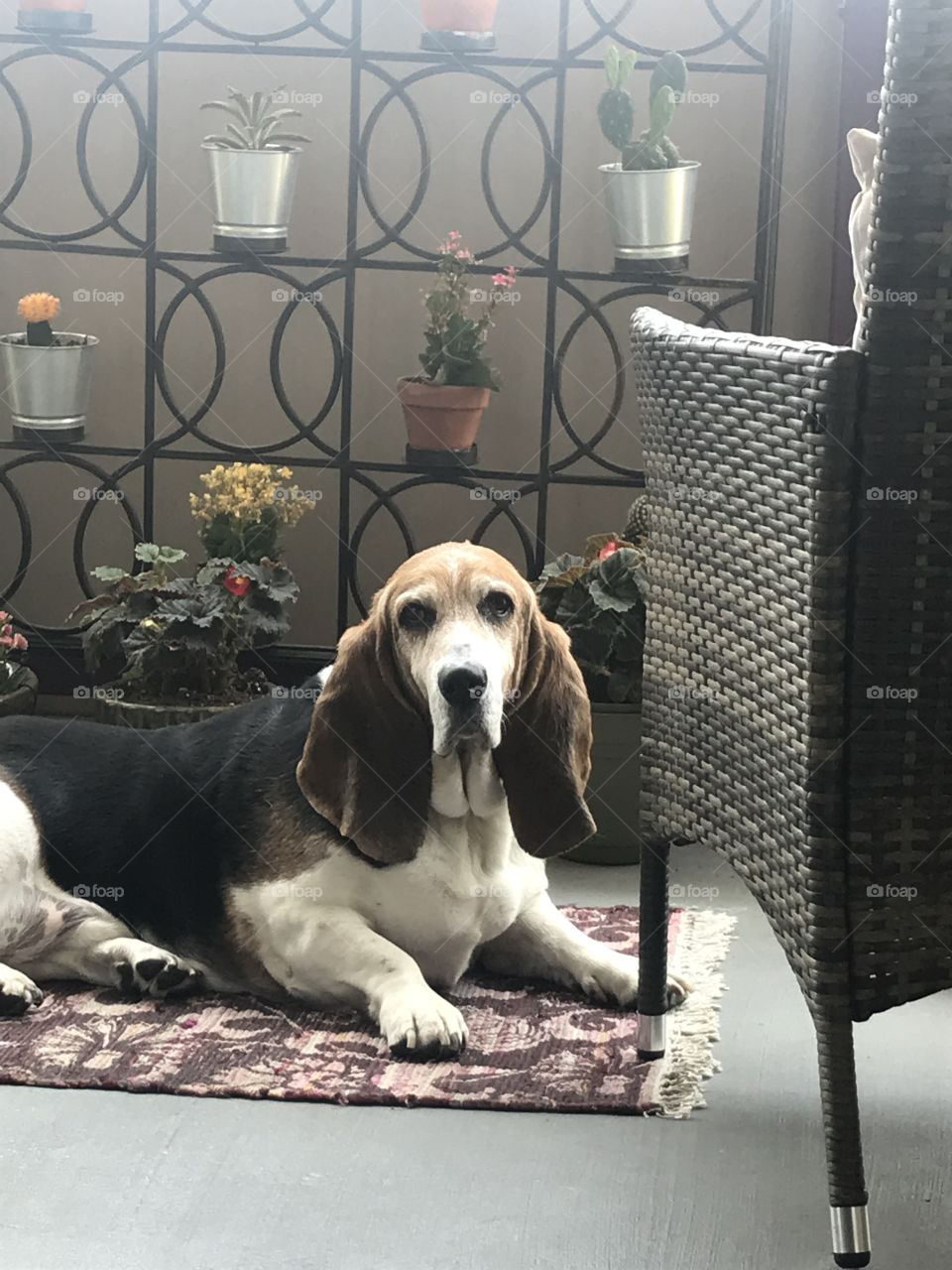 Patio, hound, dog, basset hound, flowers, wicker, relaxed, laying, 