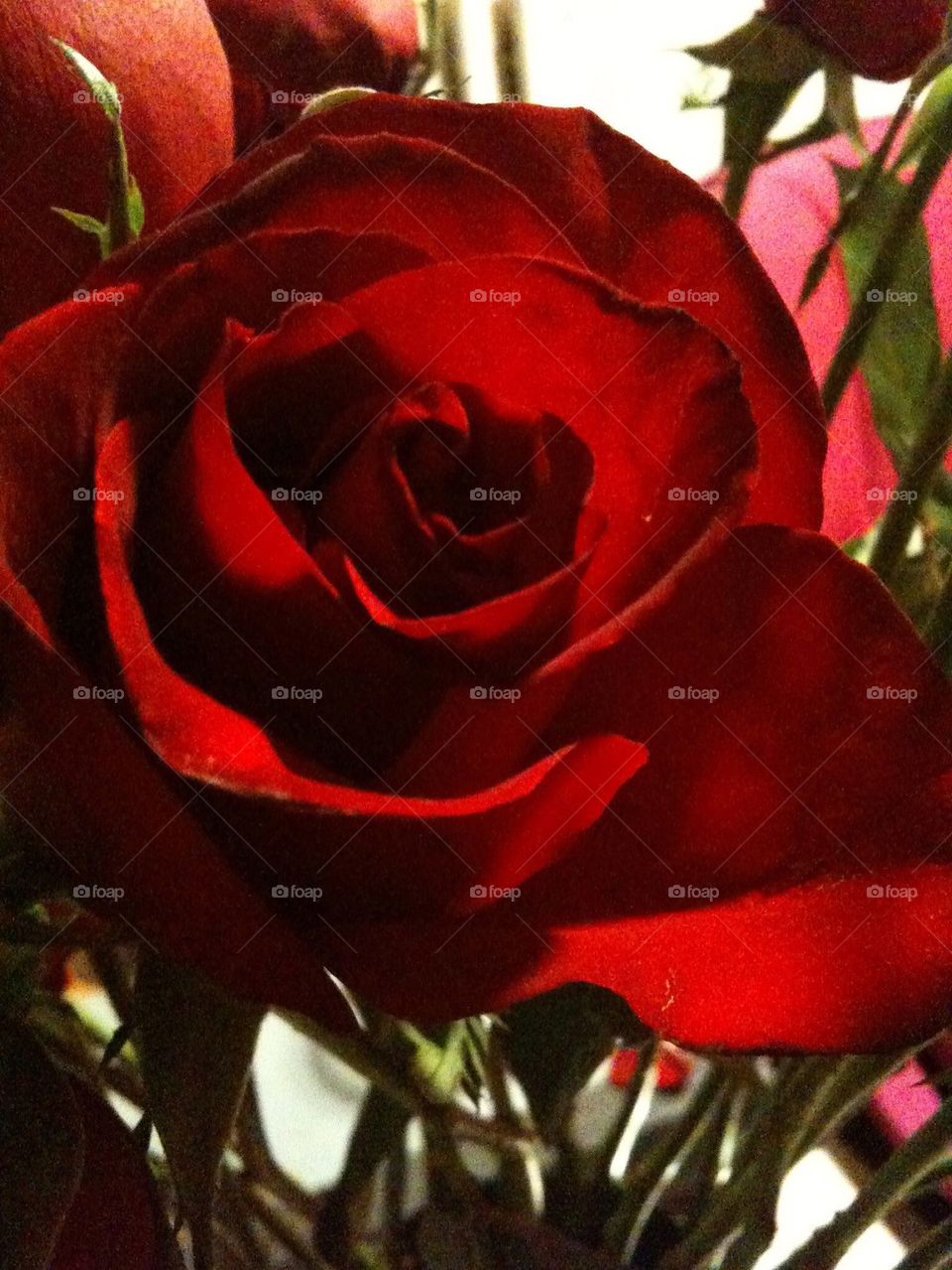 Red rose