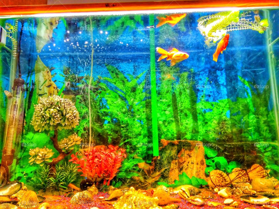 akvarijum