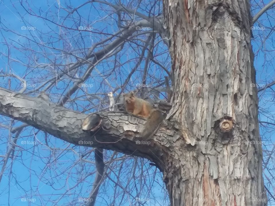 squirrel