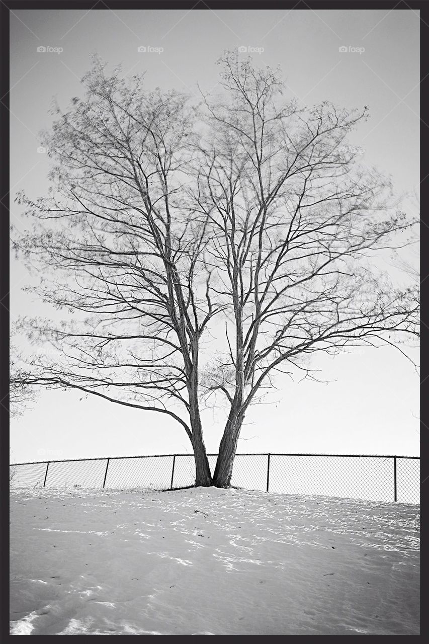 Tree and snow