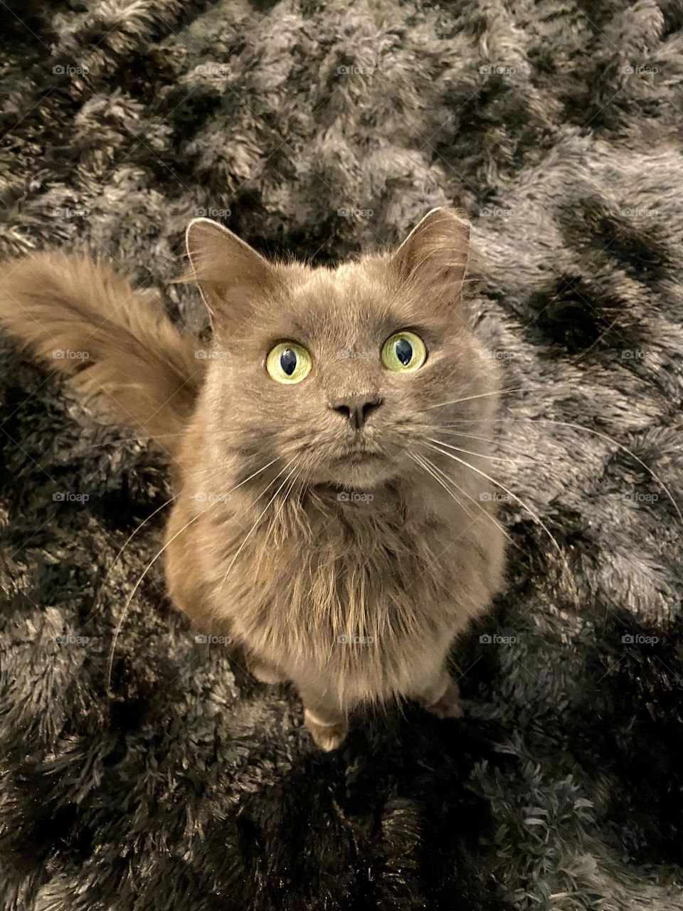 A grey fluffy cat sitting on a black and grey blanket