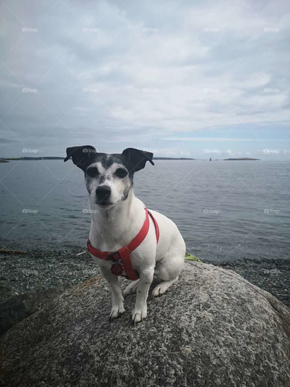 Coco on a rock