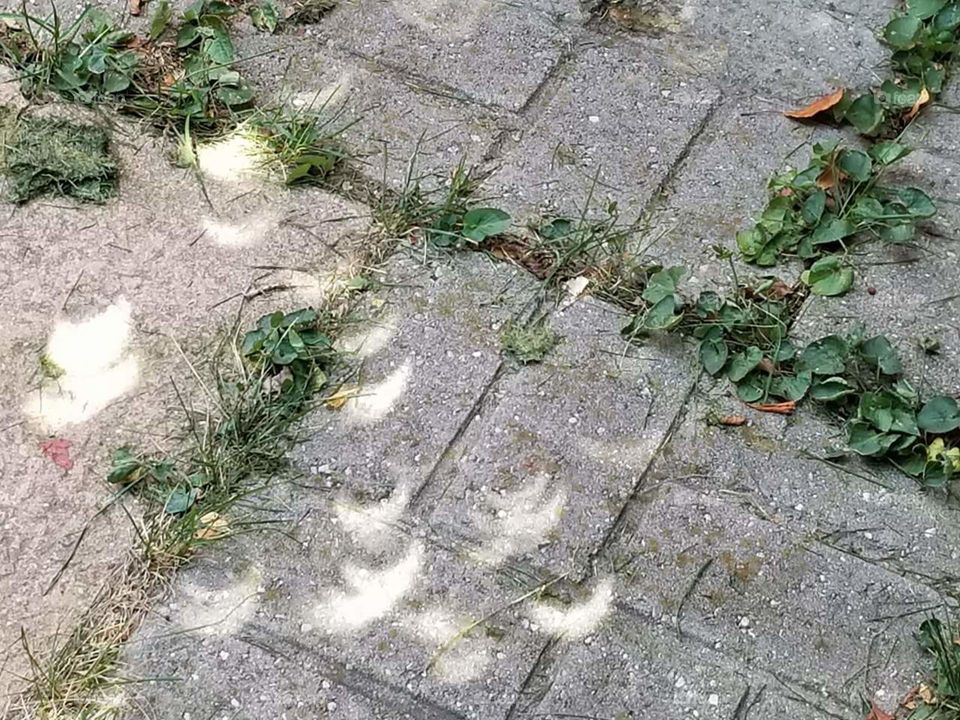 Stone, Nature, Leaf, Desktop, Flora