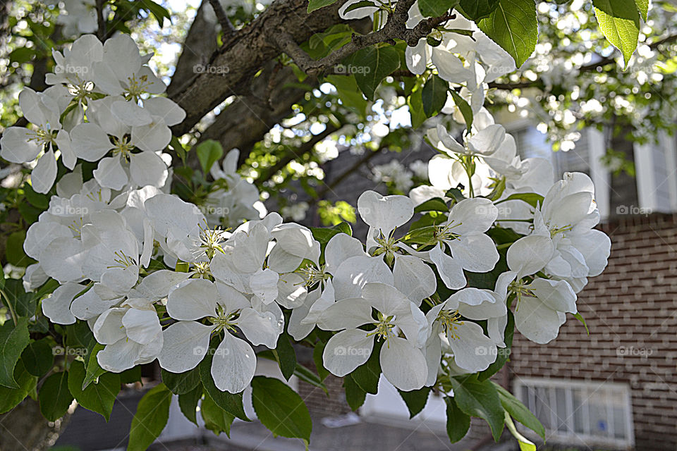 Blooming Apple tree blossom flowers