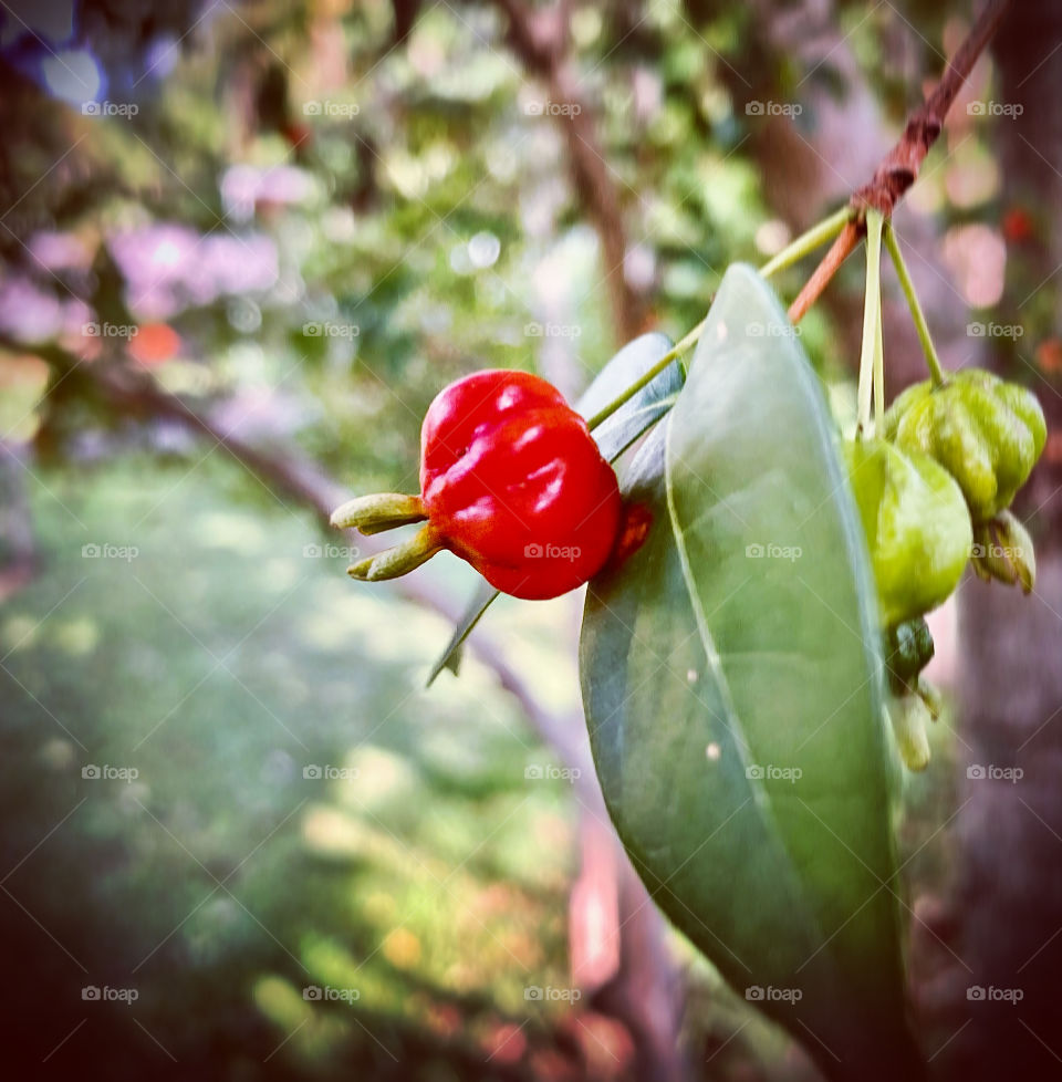 🇺🇸 A solitary cherry tree making fun of its branch.  Nature has its simple details… / 🇧🇷 Uma pitanga solitária fazendo graça no seu galho. A natureza tem seus detalhes tão singelos… essa pitangueira fez pose com seu fruto!