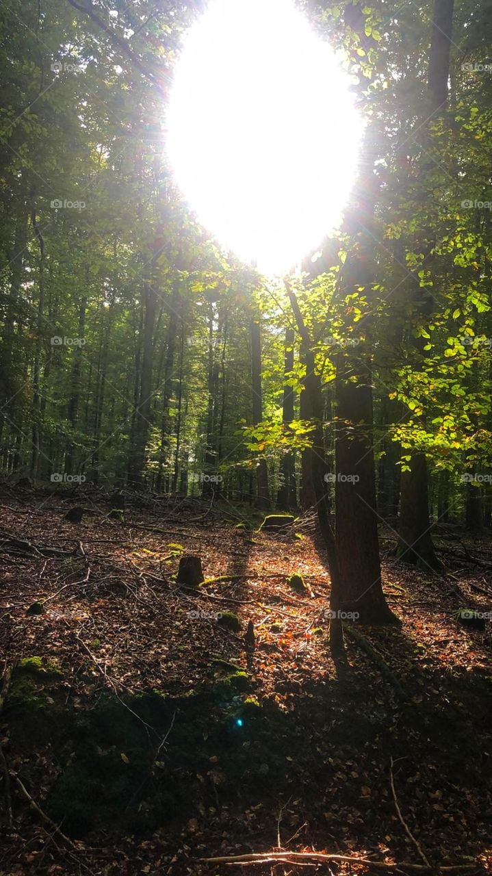 sunny day in German forest