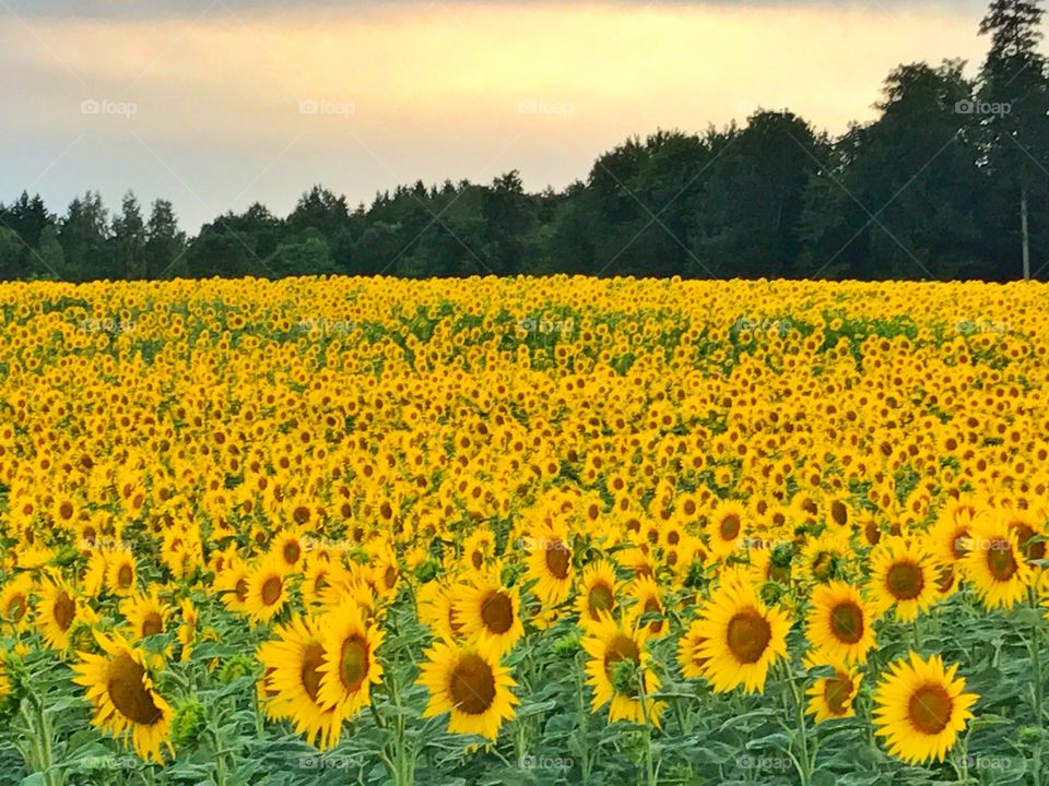 Sunflowers field