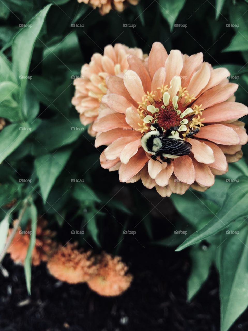 A bee and a fly sharing the same flower. 
