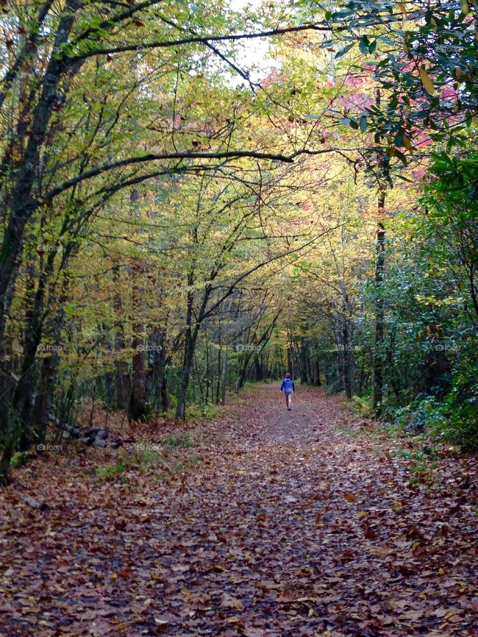 Trail of Leaves