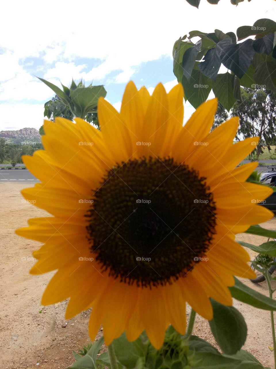 sunflower 🌻 🌻
