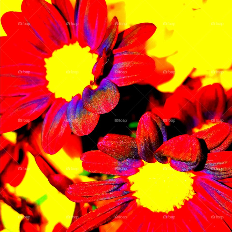 Flower, Nature, Flora, Color, Bright