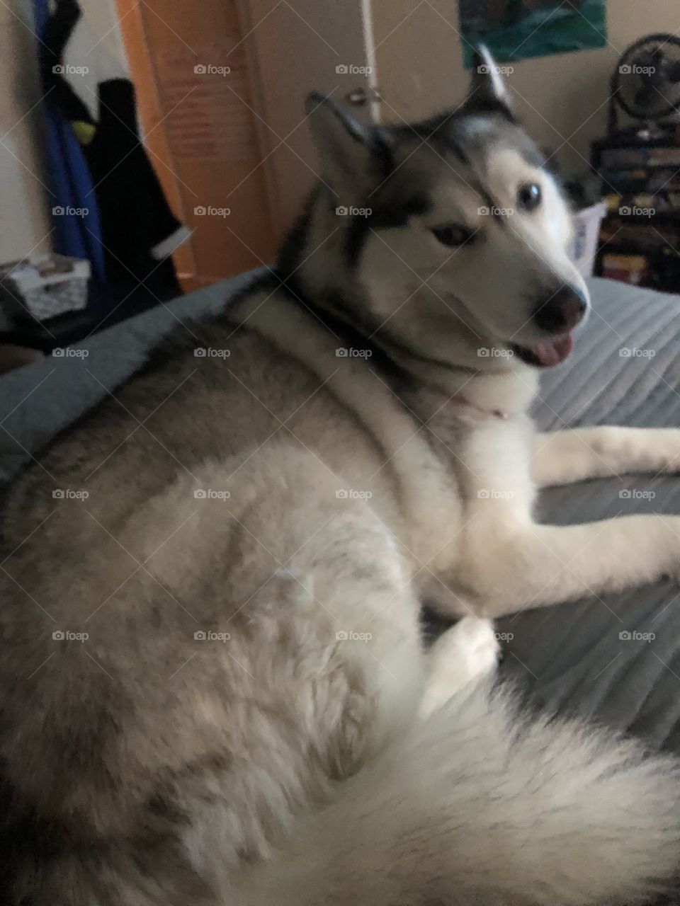 Husky smiling while lying down on bed