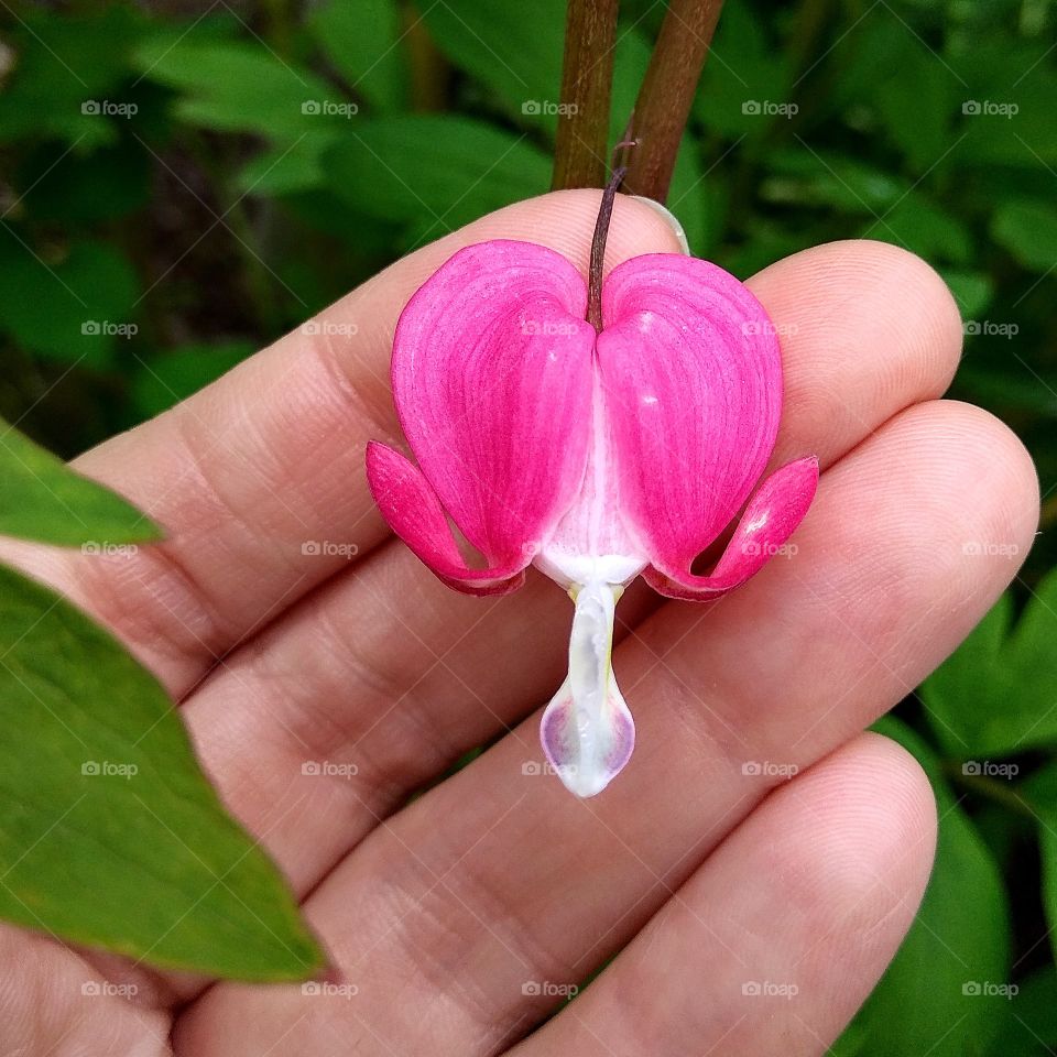 Flower "Broken heart" 💔