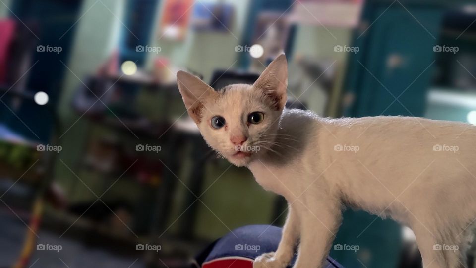 The Cat Eye Is Beautiful