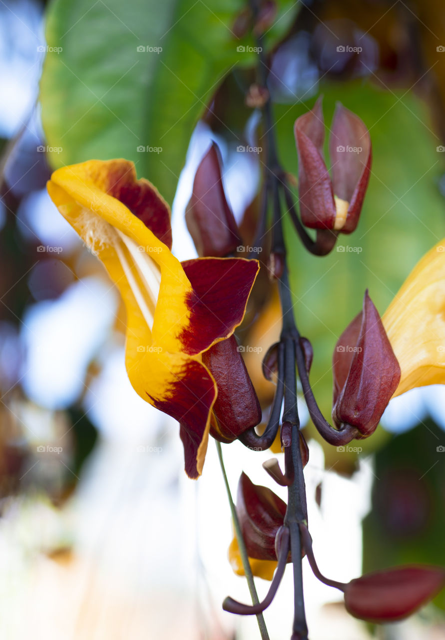 Mysore in flower 