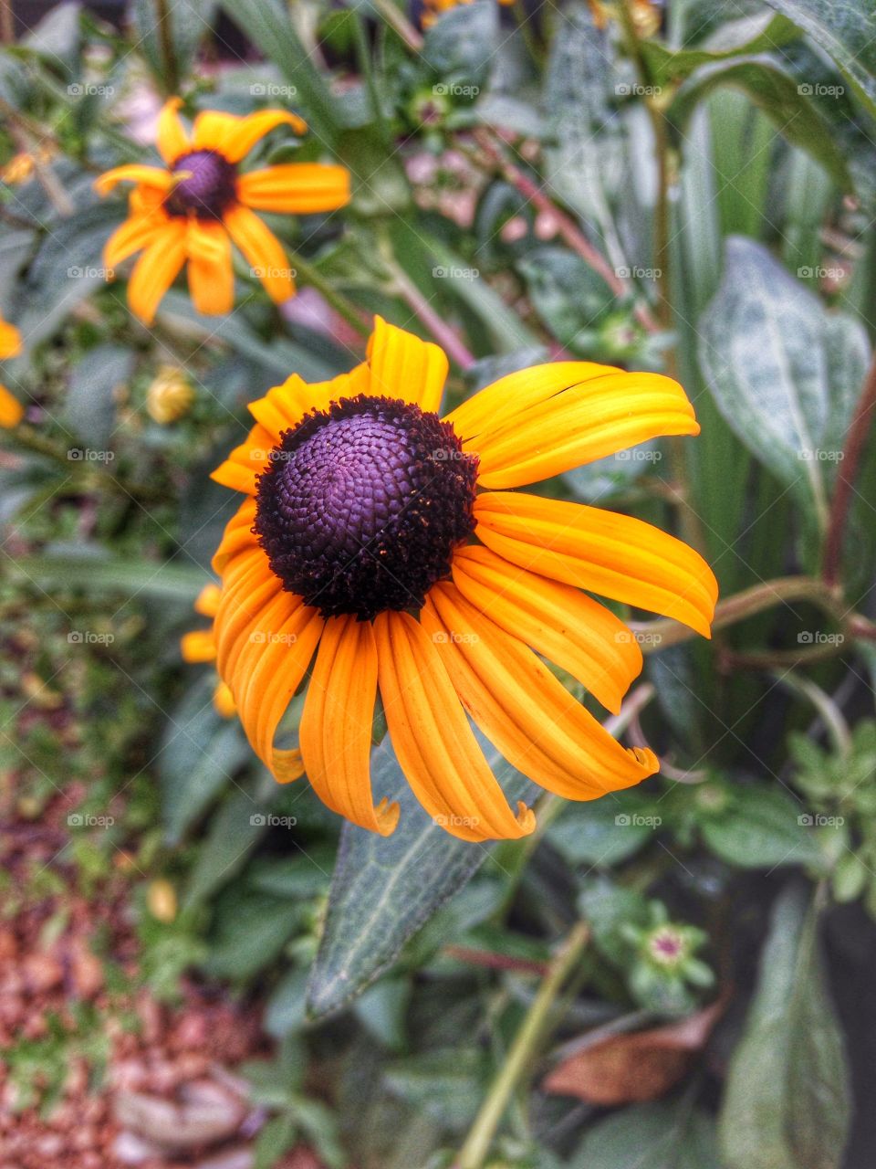 Brighten my day. Yellow flower