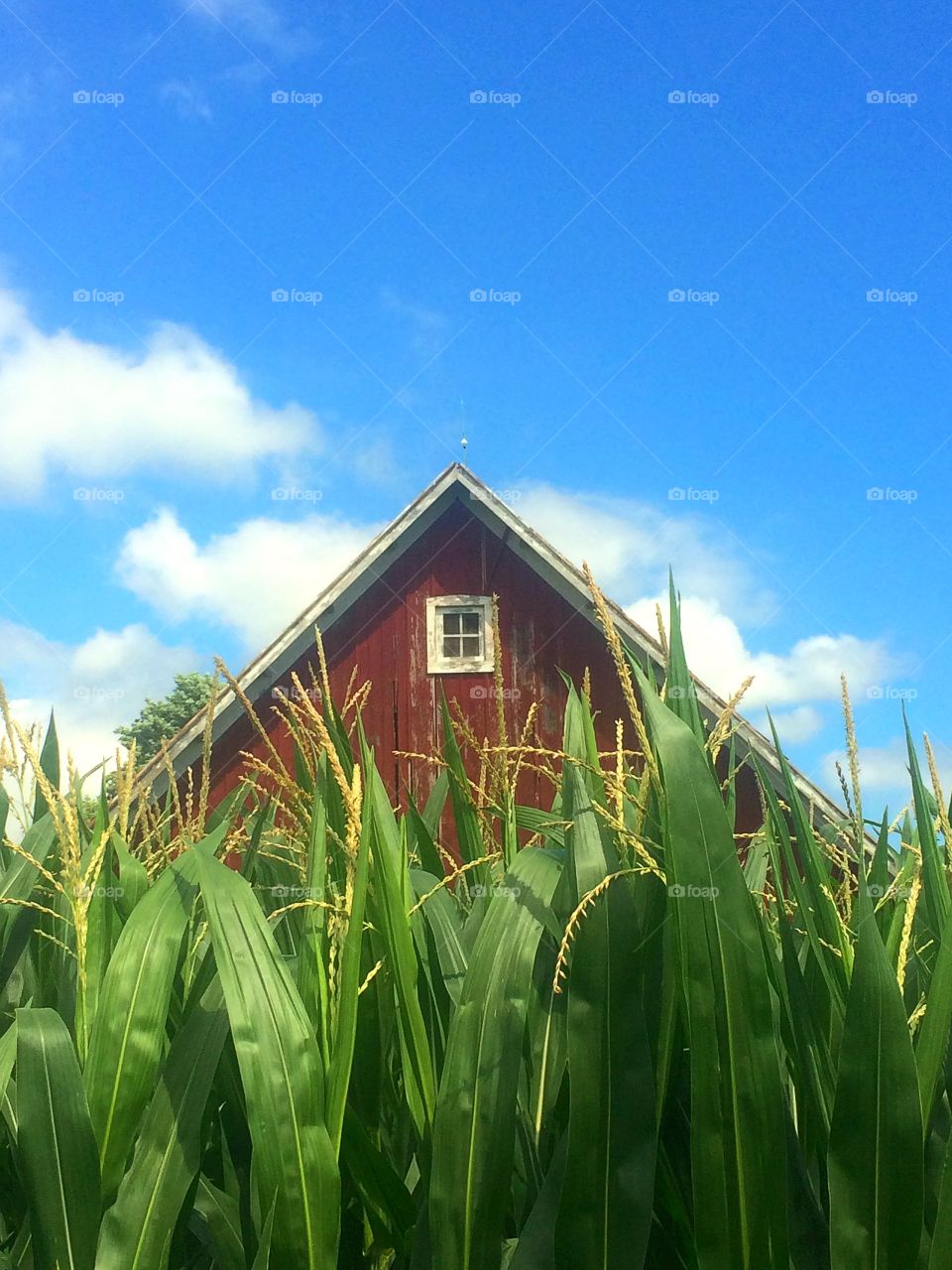 Barn and Corn