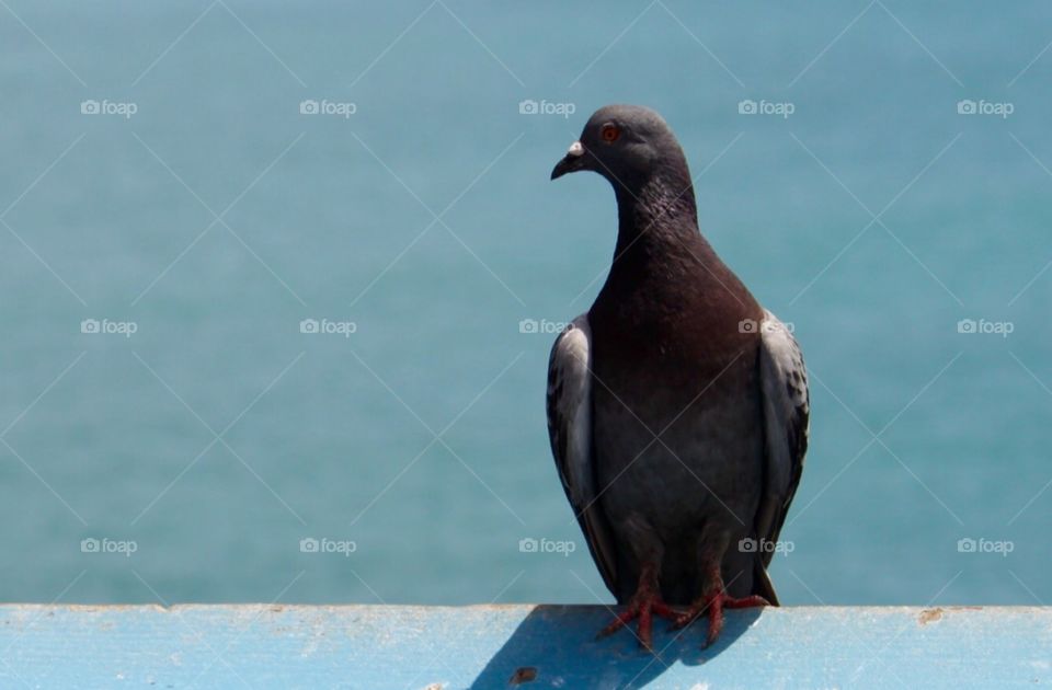 Pigeon on the pier. Pigeon resting on pier in San Clemente, Ca