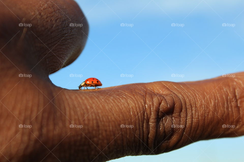 ladybug on a finger