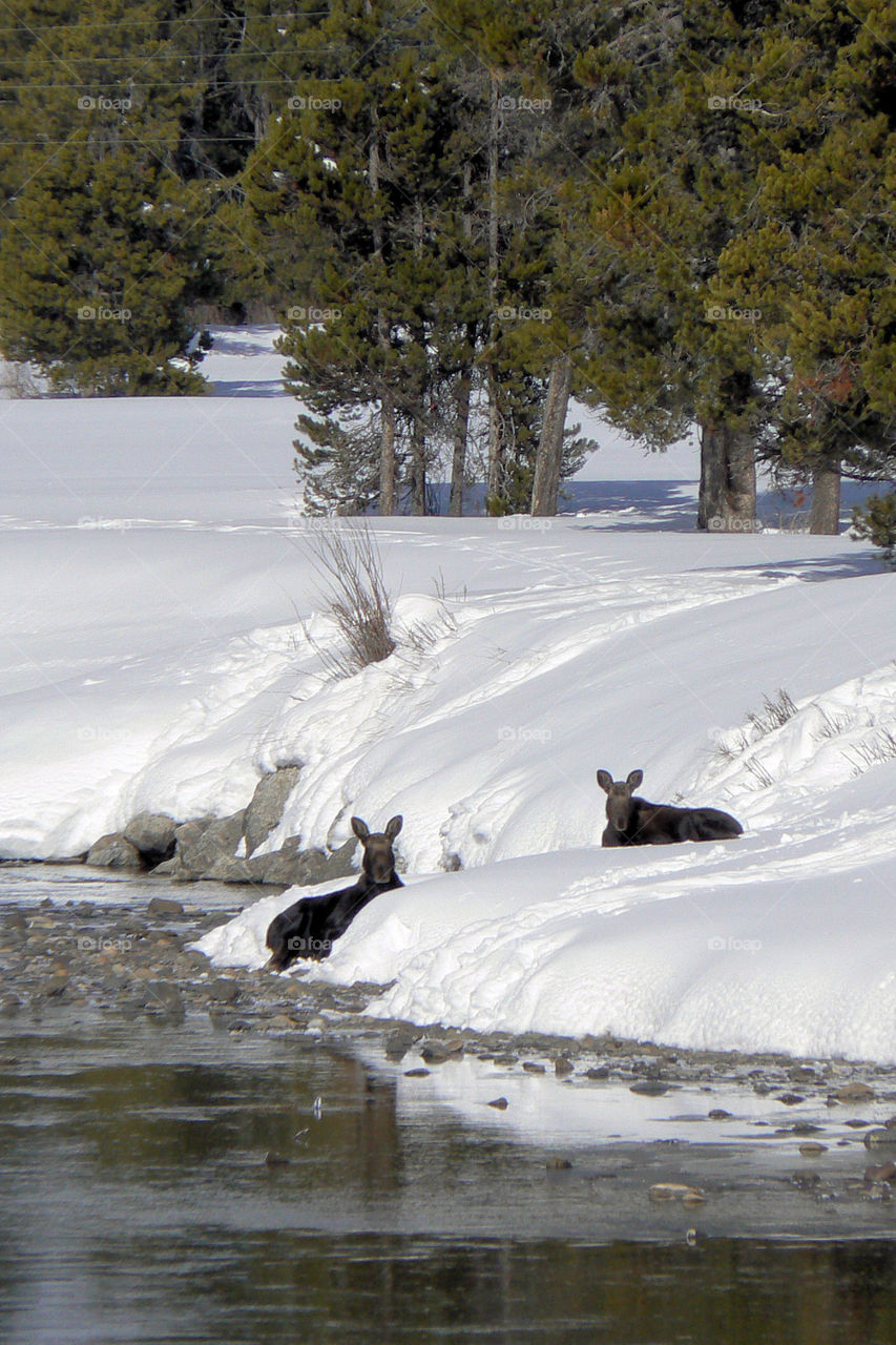 Moose in winter
