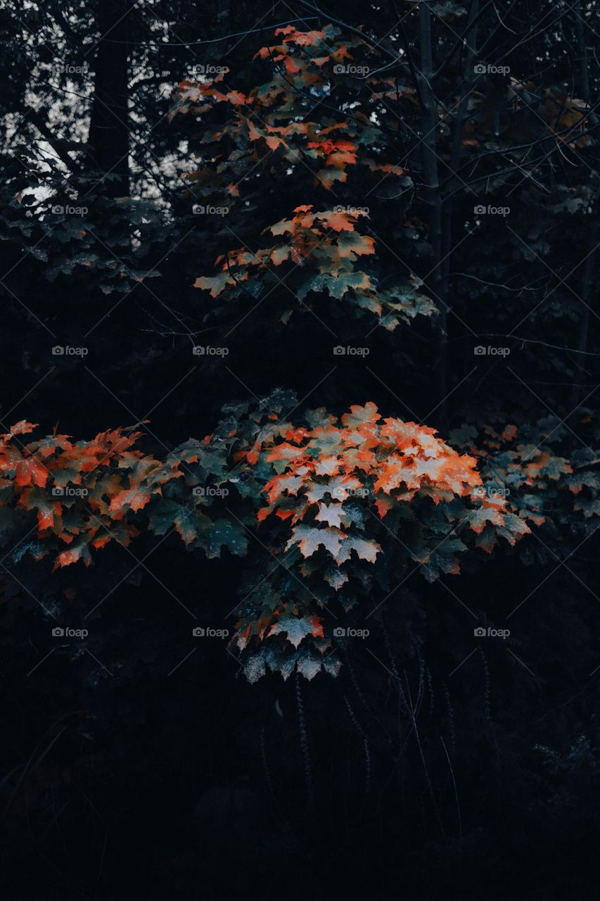 colors during the fall season are so interesting.