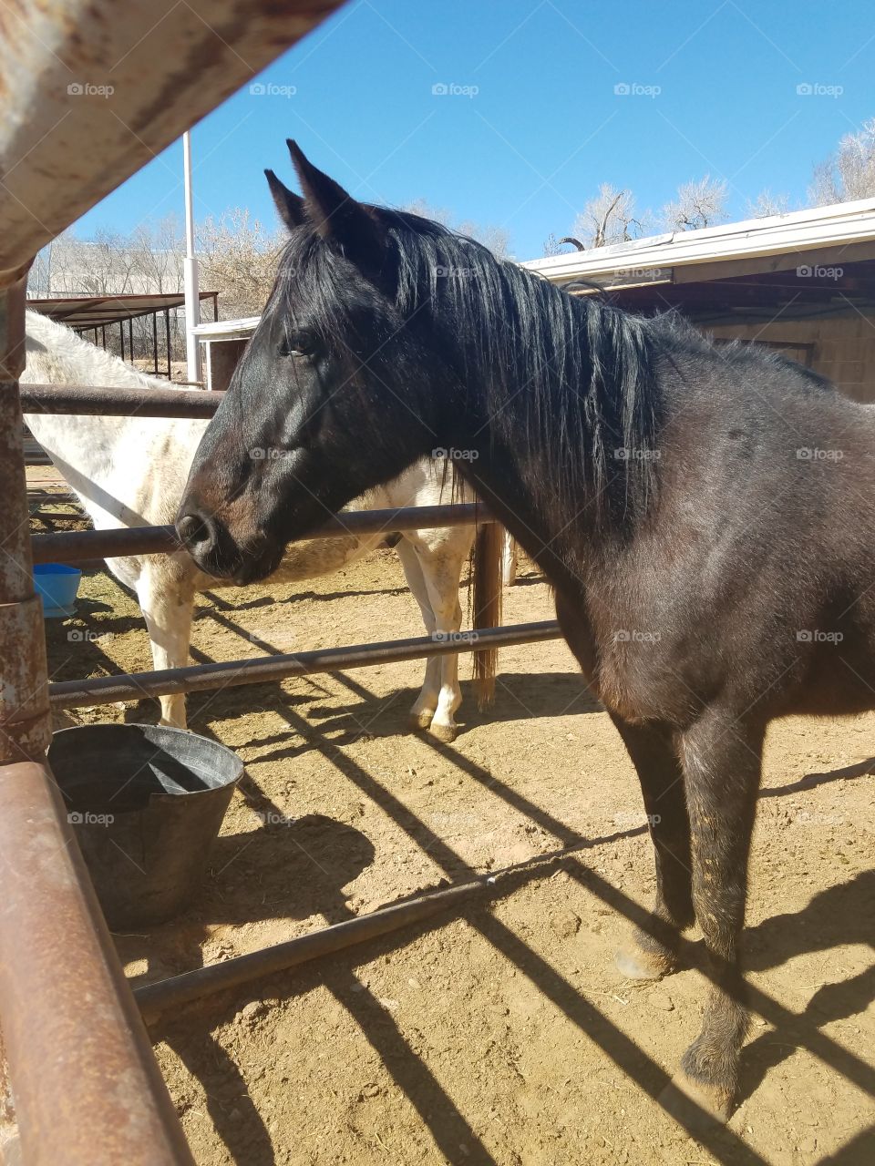 Black horse in stall