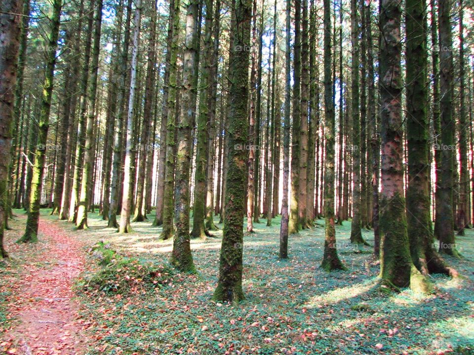 Path through the pines