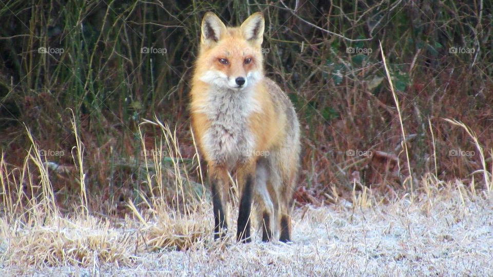 Red fox on a frosty morning