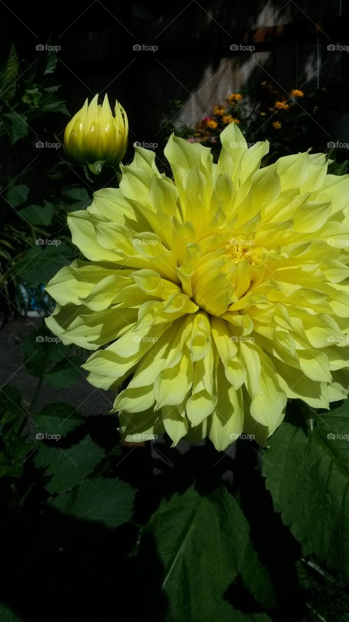 my yellow Dahlia 2014